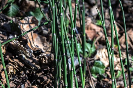 Téléchargez les photos : Equisetum hyemale tiges vertes, ressemblant à de jeunes bambous près de l'eau de l'étang de jardin. fourrés de jeunes bambous. Forêt de pousses de bambou. - en image libre de droit