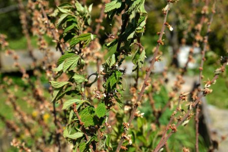 Moniliosis por enfermedad fúngica en cereza. Hojas marchitas y brotes en el árbol debido a enfermedades en verano o primavera.