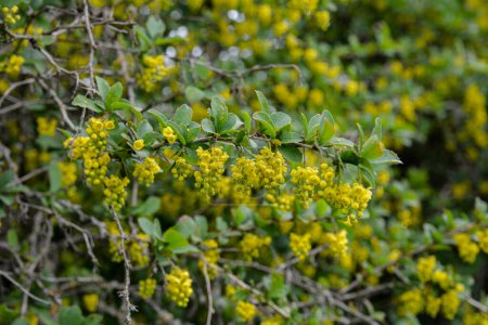 Photo for European Barberry (Berberis vulgaris) in garden.Yellow flowers and buds cluster on blooming Common or European Barberry, Berberis Vulgaris. - Royalty Free Image