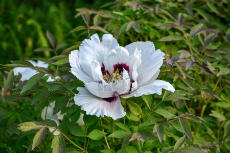 Téléchargez les photos : Beautiful Paeonia suffruticosa flower growing in the spring garden , close up view. - en image libre de droit
