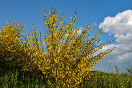 Photo for Close up of the branch of blooming yellow flowers of Cytisus scoparius, the common broom or Scotch broom, syn. Sarothamnus scoparius. Blooming broom, Cytisus scoparius in April. - Royalty Free Image
