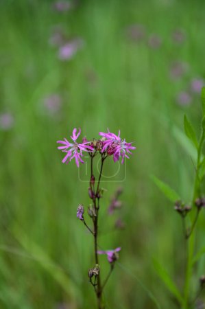 Photo for Silene flos-cuculi (Lychnis flos-cuculi), commonly called ragged-robin, is a perennial herbaceous plant in the family Caryophyllaceae. Lychnis flos-cuculi flowers close-up. - Royalty Free Image