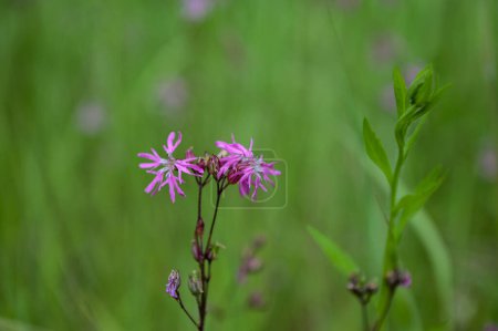 Photo for Silene flos-cuculi (Lychnis flos-cuculi), commonly called ragged-robin, is a perennial herbaceous plant in the family Caryophyllaceae. Lychnis flos-cuculi flowers close-up. - Royalty Free Image