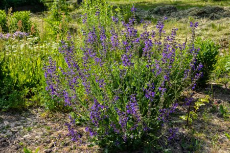 Wild purple flowers Salvia Pratensis (known as meadow clary or meadow sage). Honey flowers.Salvia pratensis sage flowers in bloom, flowering blue violet purple mmeadow clary plants, green grass leaves