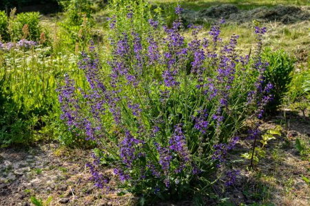 Wild purple flowers Salvia Pratensis (known as meadow clary or meadow sage). Honey flowers.Salvia pratensis sage flowers in bloom, flowering blue violet purple mmeadow clary plants, green grass leaves