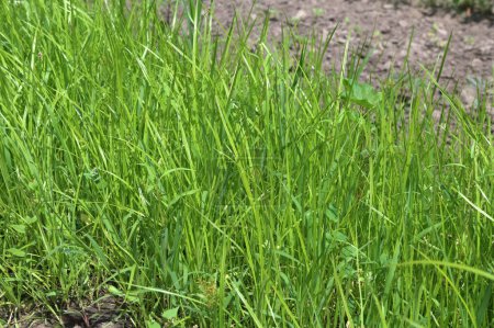 Téléchargez les photos : Cultivo de chufa en la huerta.Plantation de tigres aux herbes hautes et vertes. - en image libre de droit
