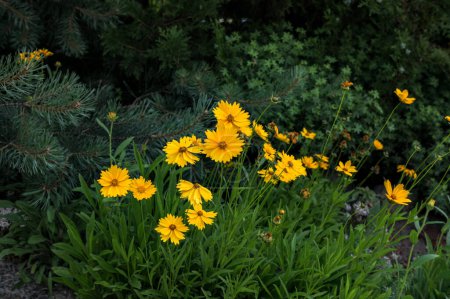 Téléchargez les photos : Gros plan de fleurs de coreopsis tinctoria dans le jardin.Fleur jaune avec centre jaune. belles fleurs jaunes. Beau fond floral de fleur de coreopsis jaune en plein air. - en image libre de droit