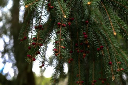 Téléchargez les photos : Picea abies Acrocona jeune semis avec de jeunes pousses avec des bourgeons rouges sur les pointes. Aiguille d'épinette avec des bourgeons rouges, détail de la nature printanière, vitalité des arbres, texture naturelle - en image libre de droit