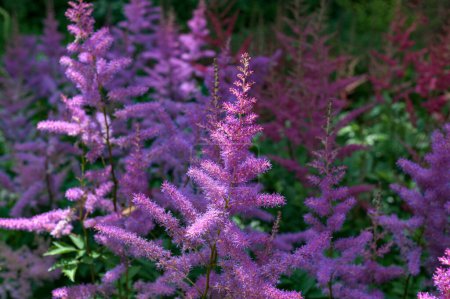 Foto de Planta de Astilbe (también llamada falsa barba de cabra y falsa espirea) con plumas de plumas rosadas de flores que crecen en el jardín - Imagen libre de derechos