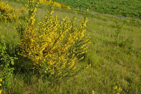 Photo for The golden yellow flowers of a broom bush. The Cytisus scoparius or common broom blooms in the spring. - Royalty Free Image
