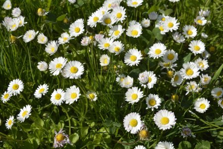 Image en plein cadre de belles fleurs blanches de marguerite commune également connu sous le nom de Bellis Perennis.Un groupe de belles fleurs de marguerite sur la pelouse.