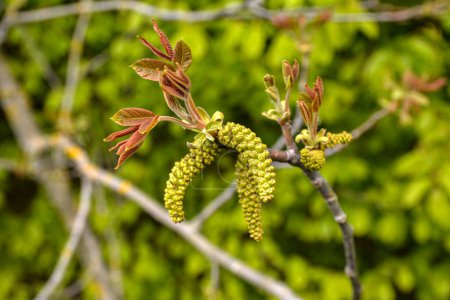 Photo for Walnuts young leaves. Walnut tree blooms in spring. Walnut tree leaves and catkins close up. Walnut tree blooms, young leaves of the tree in the spring season, nature outdoors - Royalty Free Image