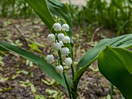 Lily of the Valley flowers (Convallaria majalis) with tiny white bells . Macro close up of poisonous flowering plant. Springtime herald and popular garden flower.