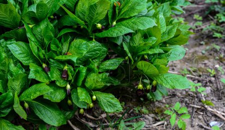 Scopolia carniolica est une plante toxique de la famille des Solanacées. Plante toxique au printemps Forêt des Carpates.
