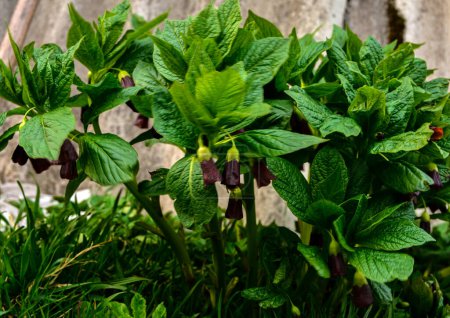 Scopolia carniolica est une plante toxique de la famille des Solanacées. Plante toxique au printemps Forêt des Carpates.