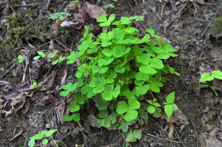 Blick von oben auf den grünen Oxalis acetosella, den Sauerampfer oder Sauerampfer, der natürlich im Wald wächst.