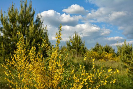 Photo for Bright yellow broom or ginsestra flower Latin name cytisus scoparius or spachianus close up in spring in Ukraine blooming an evergreen bush.Spring landscape with blooming plants. - Royalty Free Image