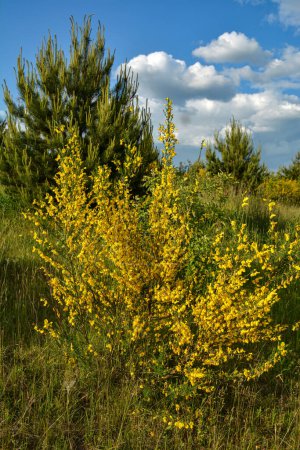 Photo for Bright yellow broom or ginsestra flower Latin name cytisus scoparius or spachianus close up in spring in Ukraine blooming an evergreen bush.Spring landscape with blooming plants. - Royalty Free Image