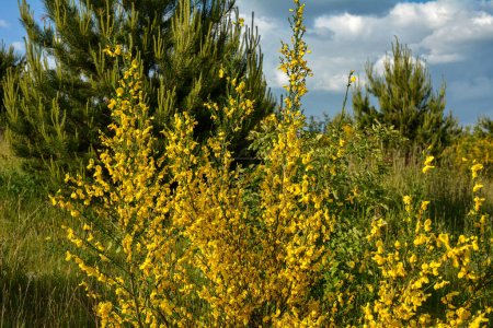 leuchtend gelbe Ginsterblüte lateinischer Name cytisus scoparius oder spachianus aus nächster Nähe im Frühling in der Ukraine blüht ein immergrüner Busch. Frühlingslandschaft mit blühenden Pflanzen.