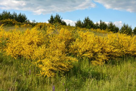 leuchtend gelbe Ginsterblüte lateinischer Name cytisus scoparius oder spachianus aus nächster Nähe im Frühling in der Ukraine blüht ein immergrüner Busch. Frühlingslandschaft mit blühenden Pflanzen.