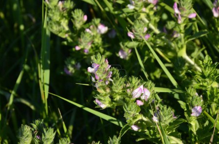 Ononis arvensis Fleur sur fond vert. Belle prairie Fleurs dans un champ.