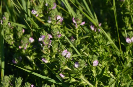 Ononis arvensis Fleur sur fond vert. Belle prairie Fleurs dans un champ.