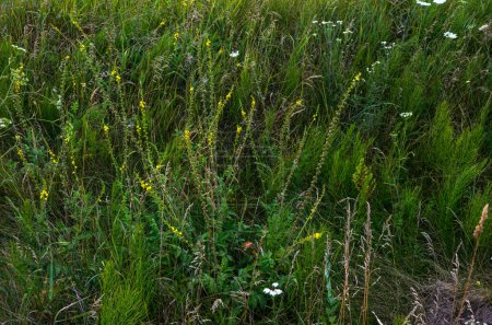 Flores amarillas de Agrimonia eupatoria floreciendo en el campo. Planta herbal agrimonia común Agrimonia eupatoria. Flores amarillas agrimonia común de cerca. Planta medicinal