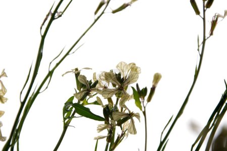 Photo for Creamy white flowers of rocket eruca vesicularis isolated on a white background.Arugula or Rocket is an edible annual plant.Blooming Eruca vesicaria in the garden.Selective focus. - Royalty Free Image