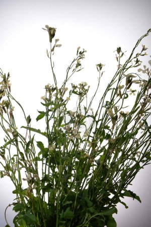 Photo for Creamy white flowers of rocket eruca vesicularis isolated on a white background.Arugula or Rocket is an edible annual plant.Blooming Eruca vesicaria in the garden.Selective focus. - Royalty Free Image