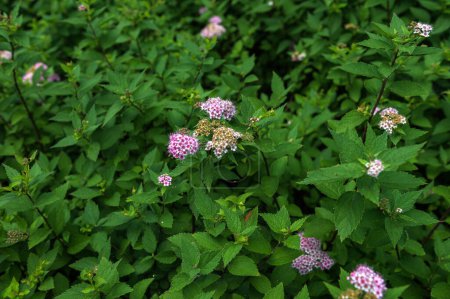 Flower of Spiraea Crispa (Spiraea japonica) on a background of green leaves.Pink and purple wildflowers Japanese spiraea at dawn in sunlight closeup