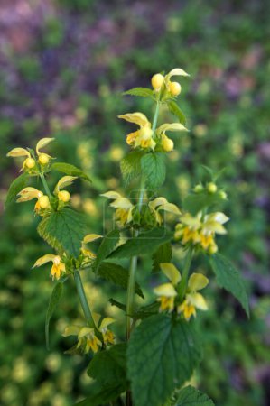 Flowering Yellow archangel plant or Lamium galeobdolon argentatum.In spring, yellow deaf nettle Lamium galeobdolon blooms in the forest