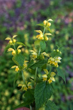 Blühender Gelber Erzengel oder Lamium galeobdolon argentatum. Im Frühling blüht die Gelbe Taubnessel Lamium galeobdolon im Wald