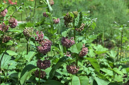 Asclepias syriaca. Green flower buds of a common milkweed.Asclepias syriaca . Milkweed American is a genus of herbaceous, perennial, flowering plants known as milkweeds.