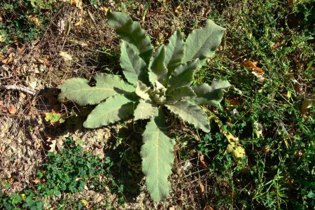 Beautiful velvet foliage of the majestic Common Mullein - Verbascum thapsus growing in the perennial garden.