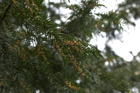 Photo of nature. Yew berry in spring during flowering. Branches.Yew berry in spring during flowering. Branches.