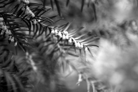 Foto de la naturaleza. Tejo de bayas en primavera durante la floración. Branches.Yew bayas en primavera durante la floración. Branches.black y foto en blanco