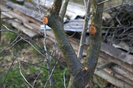 Foto de Una rama enorme cortada de un árbol dejando una cicatriz. Corte fresco en el lado de la rama de madera con anillos. - Imagen libre de derechos