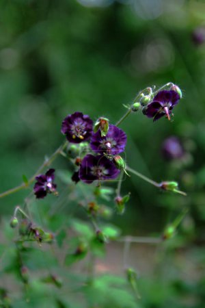 Dark purple dusky flowers in the garden, selective focus with green bokeh background - Geranium faeum.spring meadow with flowers.