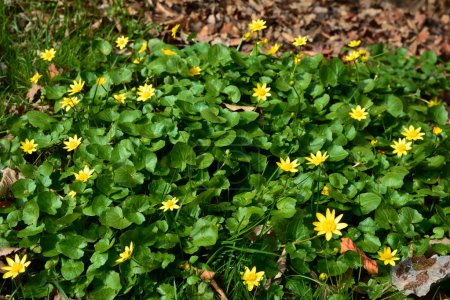 Bright yellow flowers of Ficaria verna against a background of green leaves in early spring.