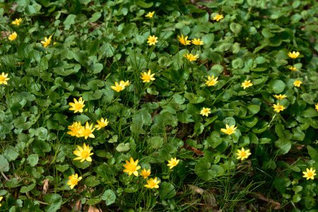 Leuchtend gelbe Blüten der Ficaria verna vor einem Hintergrund grüner Blätter im zeitigen Frühling.