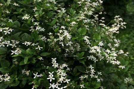 White flowers of Clematis or Clematis vitalba on a bush.Clematis vitalba is a climbing shrub with branched, grooved stems and scented white flowers.
