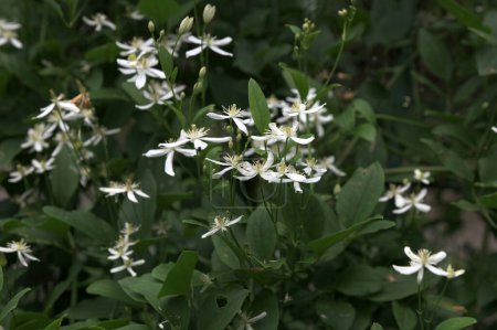 White flowers of Clematis or Clematis vitalba on a bush.Clematis vitalba is a climbing shrub with branched, grooved stems and scented white flowers.