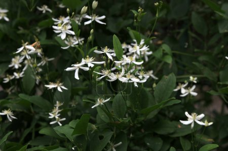 Weiße Blüten von Clematis oder Clematis vitalba an einem Strauch. Clematis vitalba ist ein Kletterstrauch mit verzweigten, gerillten Stängeln und duftenden weißen Blüten..