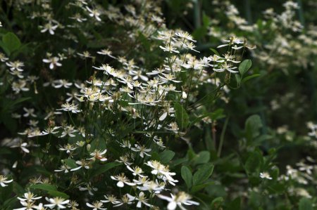 Weiße Blüten von Clematis oder Clematis vitalba an einem Strauch. Clematis vitalba ist ein Kletterstrauch mit verzweigten, gerillten Stängeln und duftenden weißen Blüten..