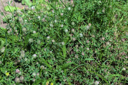Trifolium arvense gros plan. Trèfle moelleux dans une prairie. Flore estivale poussant dans les champs. Plantes vives colorées.trèfle, Trifolium arvense, est une plante médicinale importante .