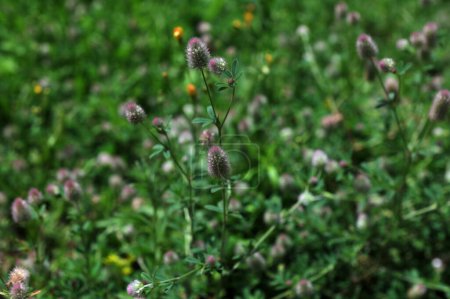 Trifolium arvense primer plano. Trébol esponjoso en un prado. Flora de verano creciendo en el campo. Plantas brillantes coloridas.trébol, Trifolium arvense, es una planta medicinal importante .