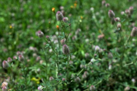 Trifolium arvense primer plano. Trébol esponjoso en un prado. Flora de verano creciendo en el campo. Plantas brillantes coloridas.trébol, Trifolium arvense, es una planta medicinal importante .