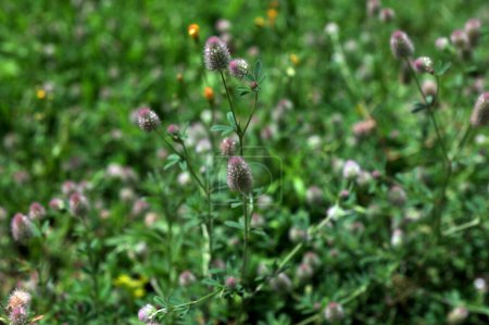 Trifolium arvense closeup. Fluffy clover in a meadow. Summer flora growing in the field. Colorful bright plants.clover, Trifolium arvense, is an important medicinal plant .
