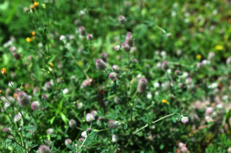 Trifolium arvense gros plan. Trèfle moelleux dans une prairie. Flore estivale poussant dans les champs. Plantes vives colorées.trèfle, Trifolium arvense, est une plante médicinale importante .