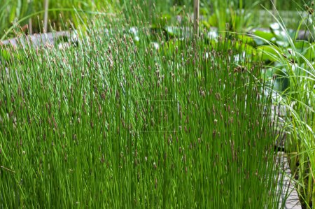 Common Soft Rush Juncus effusus est une plante herbacée vivace de la famille des Juncaceae.Gros plan sur les tiges florifères des joncs du genre Juncus.